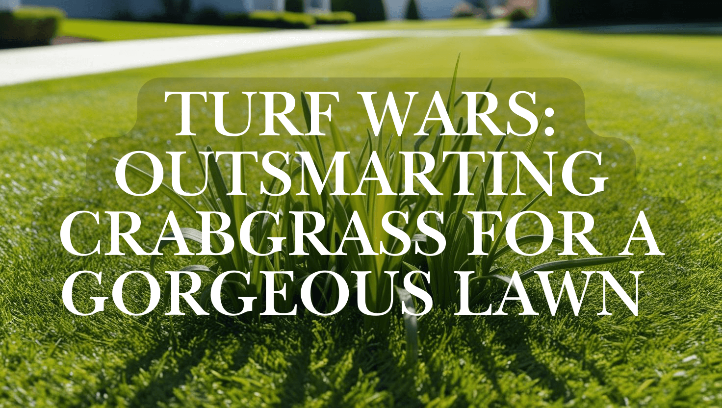 Turf Wars: Outsmarting Crabgrass for a Gorgeous Lawn